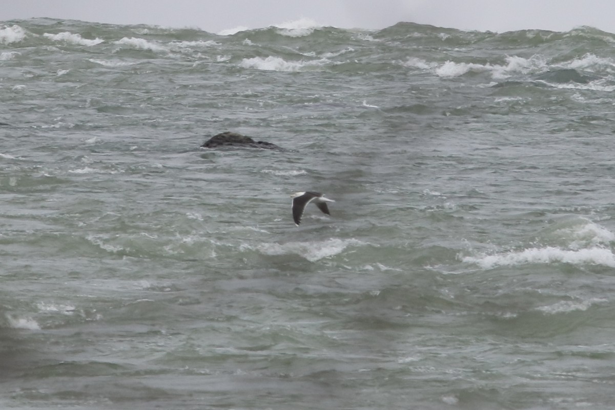 Great Black-backed Gull - ML646582271