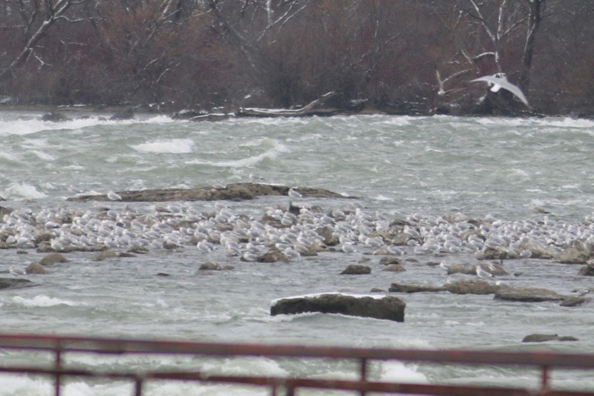 Great Black-backed Gull - ML646582272