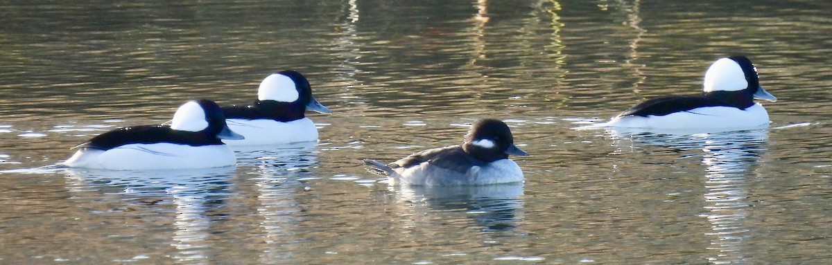 Bufflehead - ML646582273