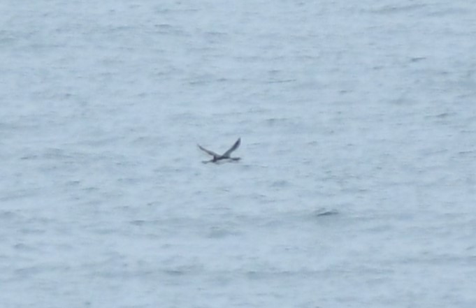 Pacific Loon - ML646582277