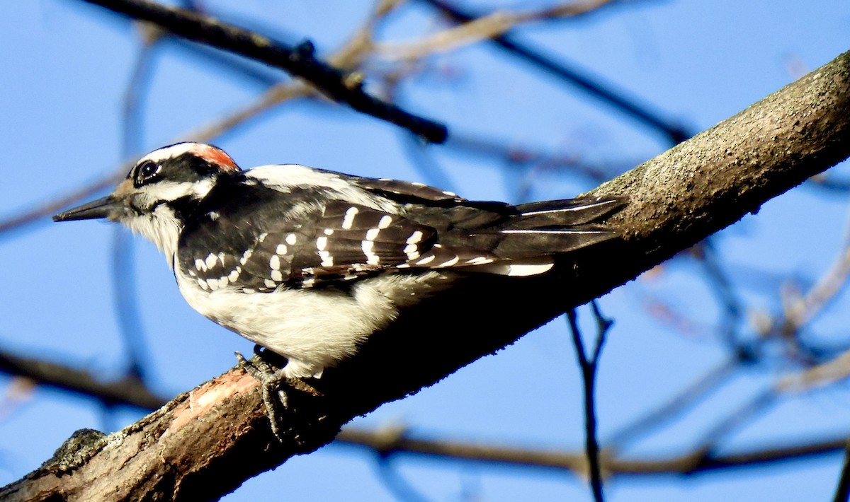 Downy Woodpecker - ML646582279