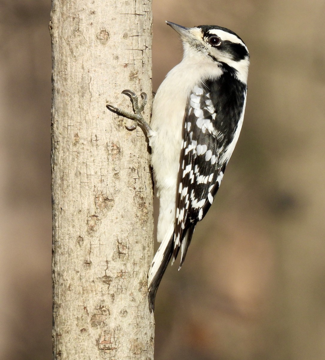 Downy Woodpecker - ML646582280