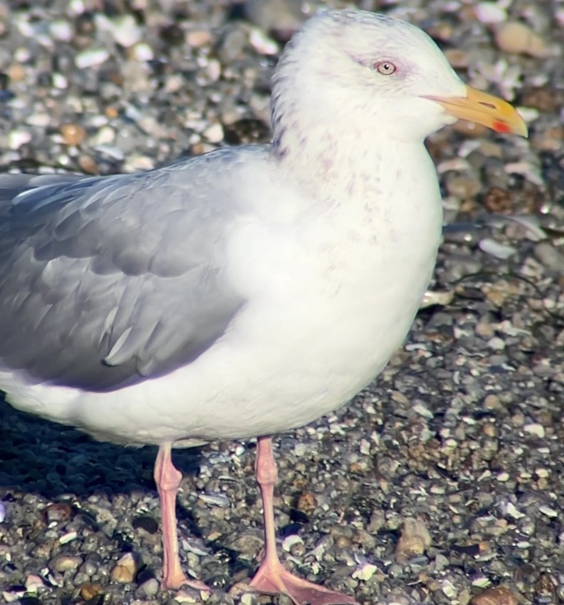 アメリカセグロカモメ - ML646582282