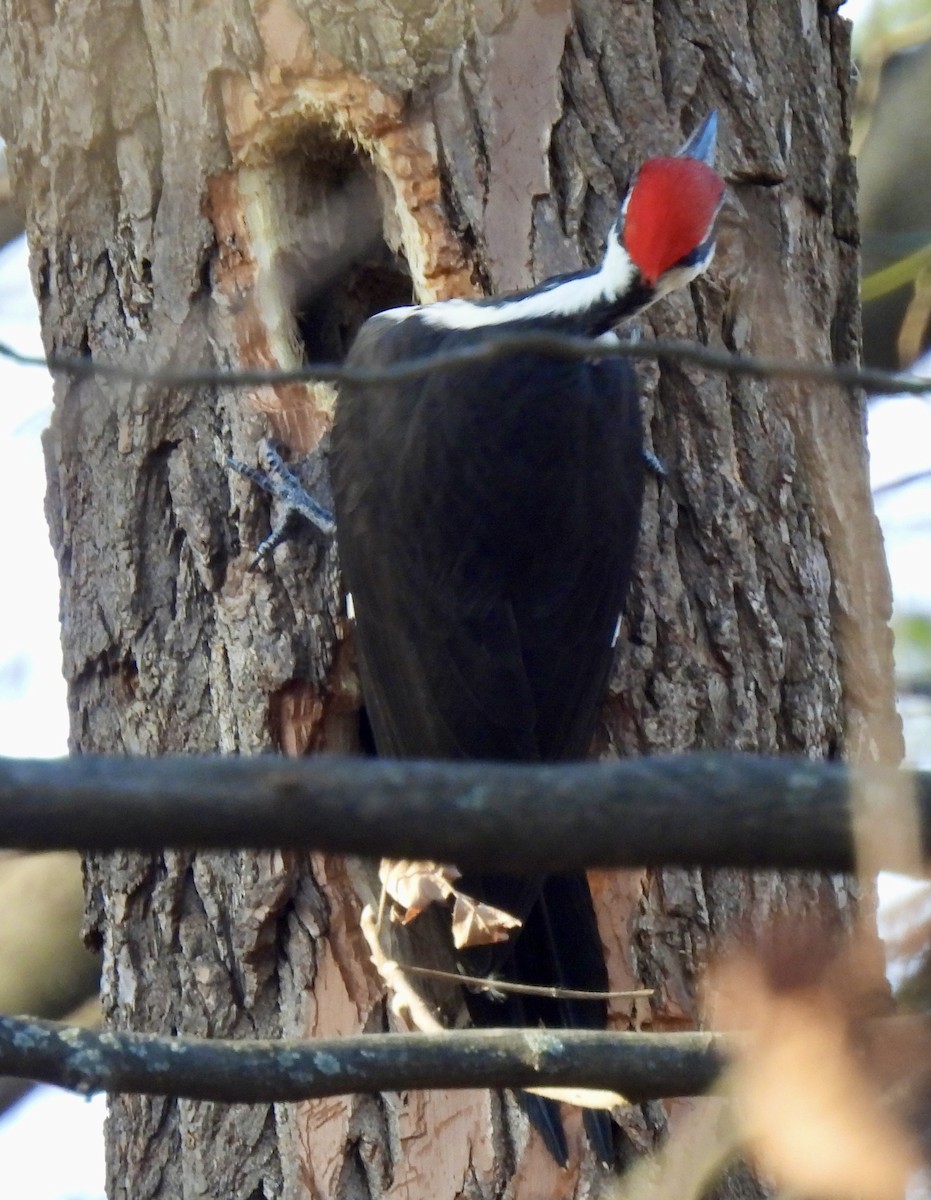 Pileated Woodpecker - ML646582288