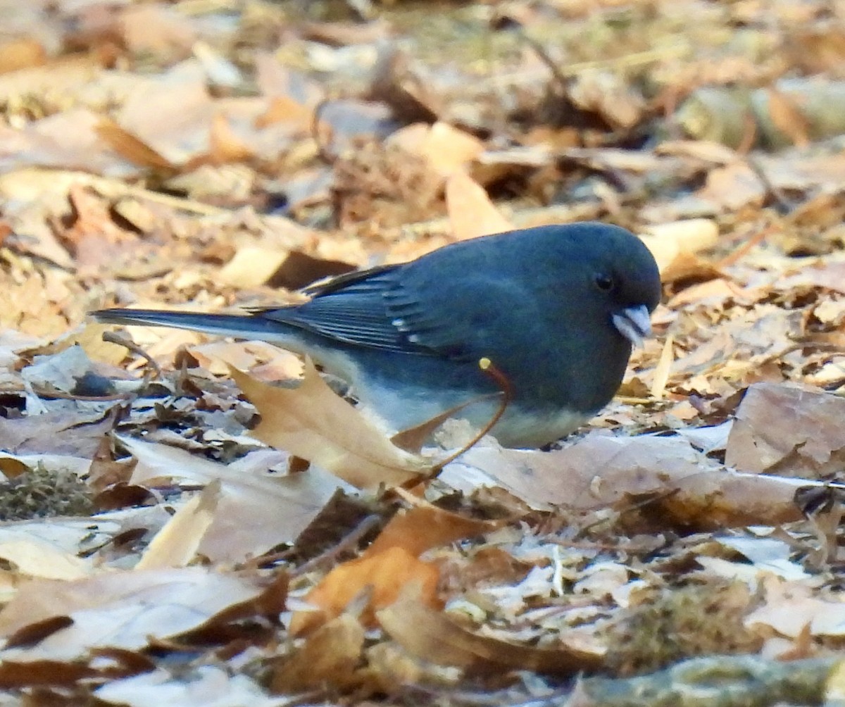 Dark-eyed Junco - ML646582295