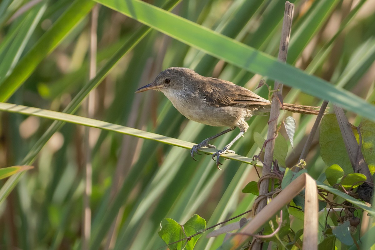 Carricero Rufo - ML646582321