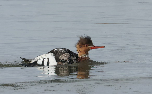 siland - ML646582325