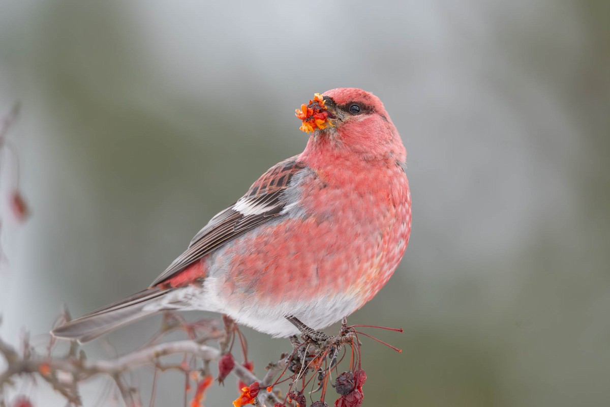 Pine Grosbeak - ML646582327