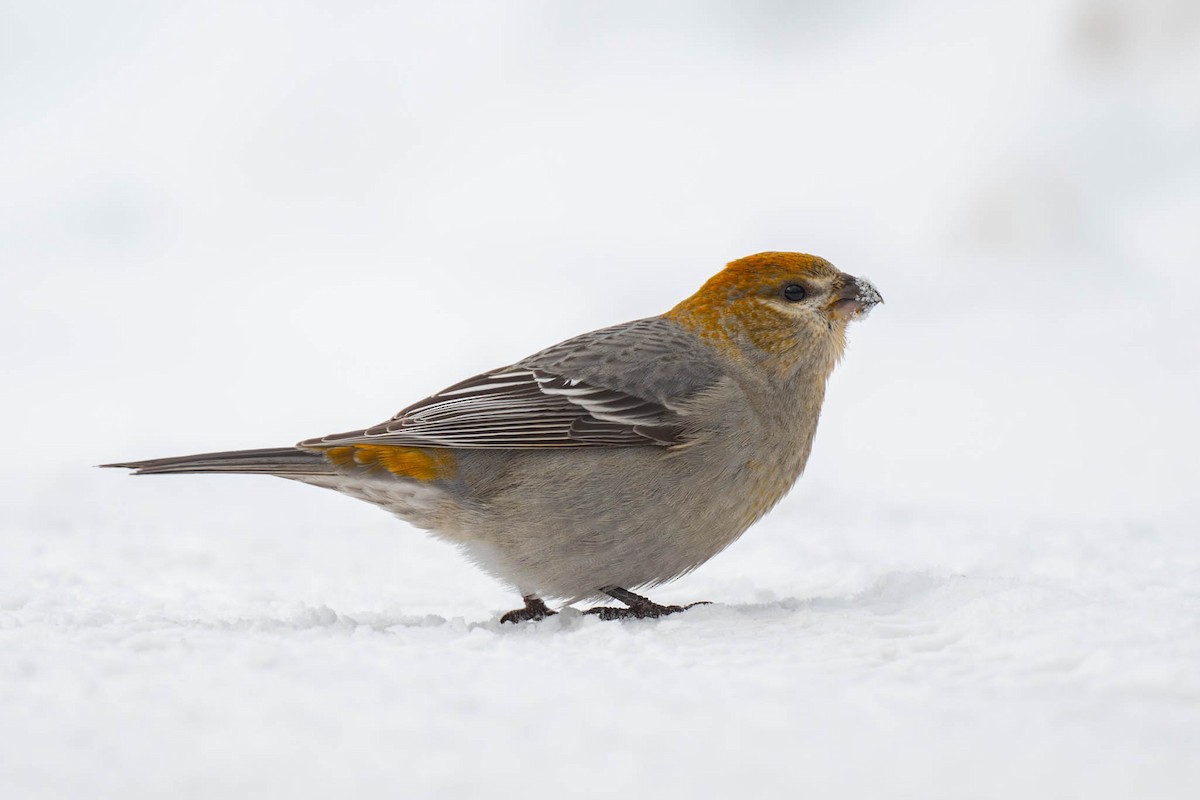 Pine Grosbeak - ML646582328