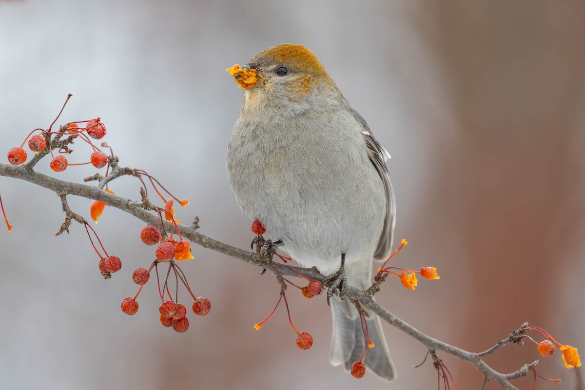 Pine Grosbeak - ML646582329