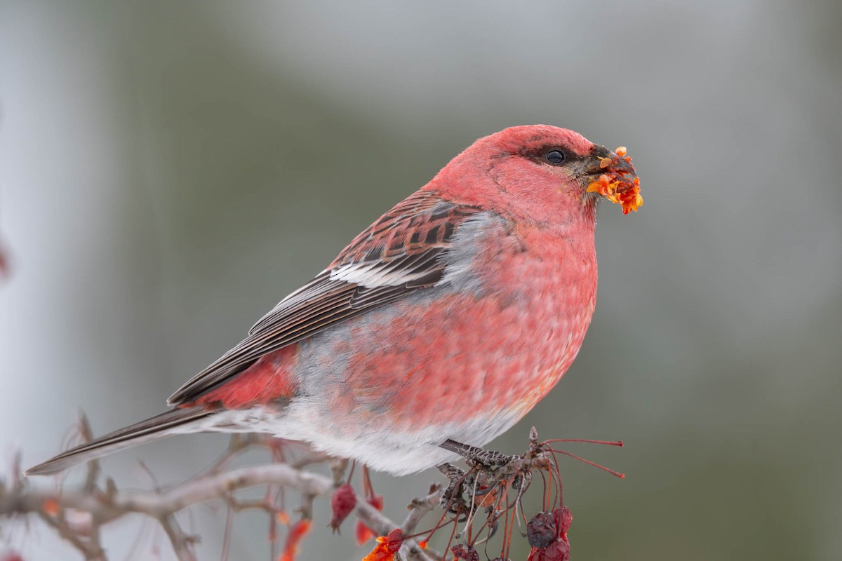 Pine Grosbeak - ML646582330