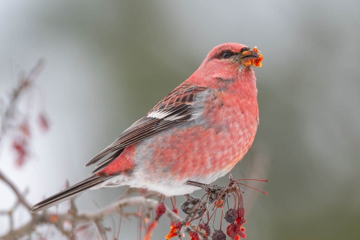 Pine Grosbeak - ML646582331