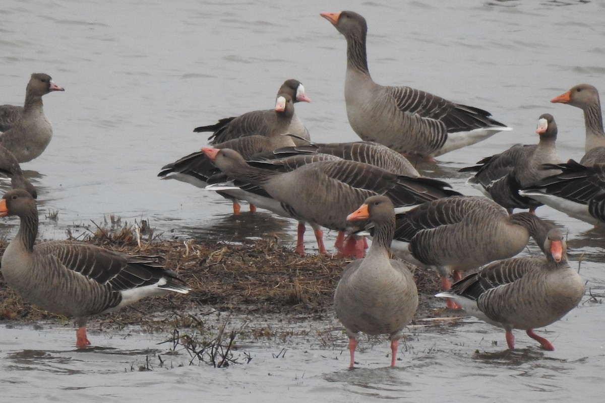 Blässgans - ML646582332