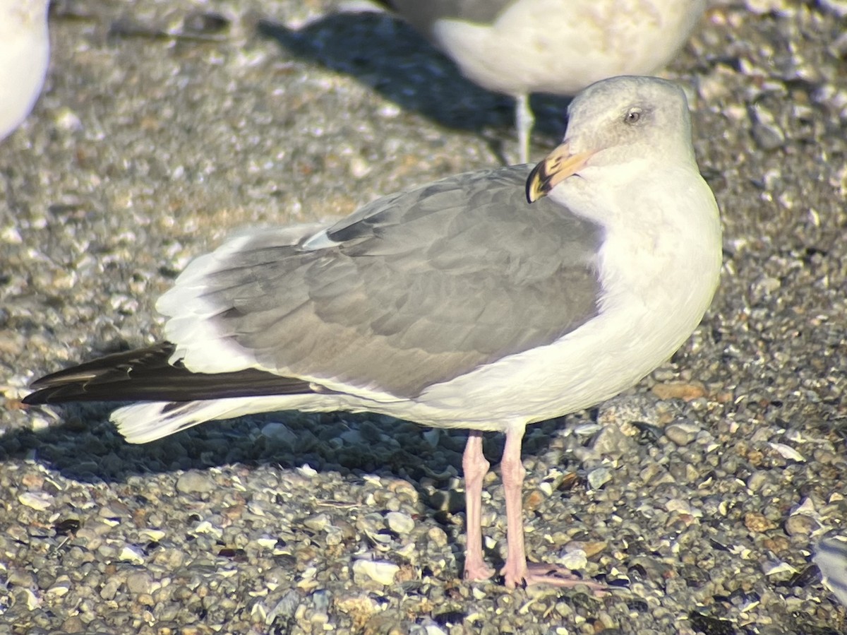 雑種 アメリカオオセグロカモメ ｘ ワシカモメ - ML646582333