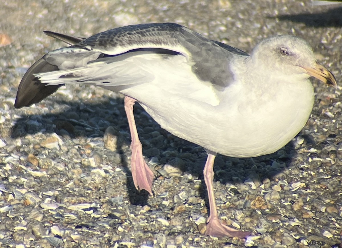雑種 アメリカオオセグロカモメ ｘ ワシカモメ - ML646582334