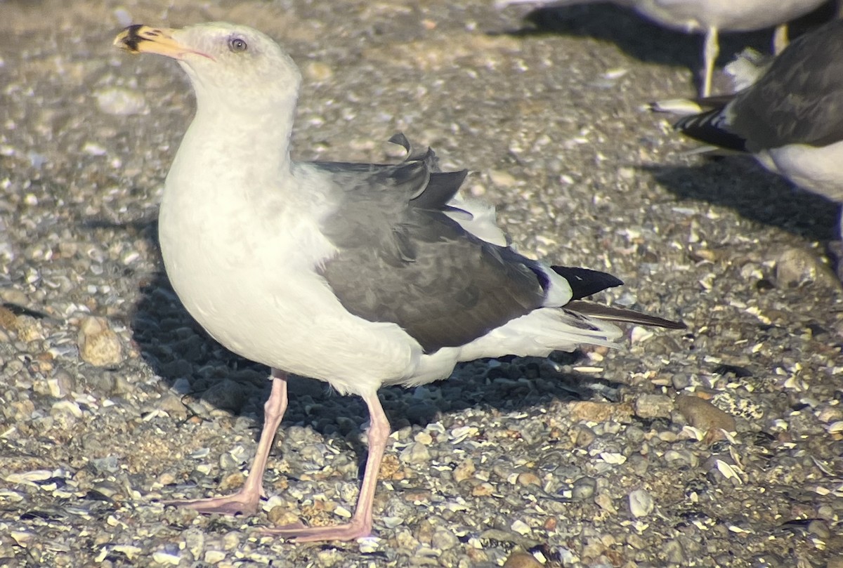 雑種 アメリカオオセグロカモメ ｘ ワシカモメ - ML646582335