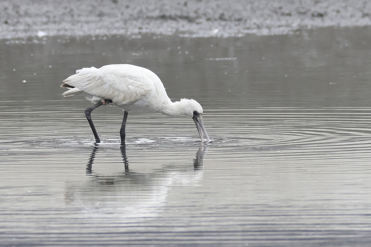 黑面琵鷺 - ML646582337