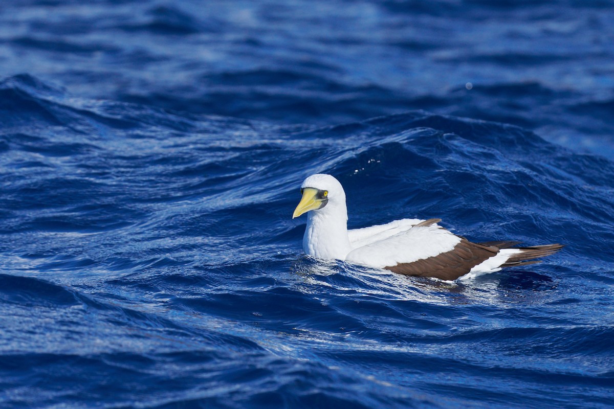 Masked Booby - ML646582341