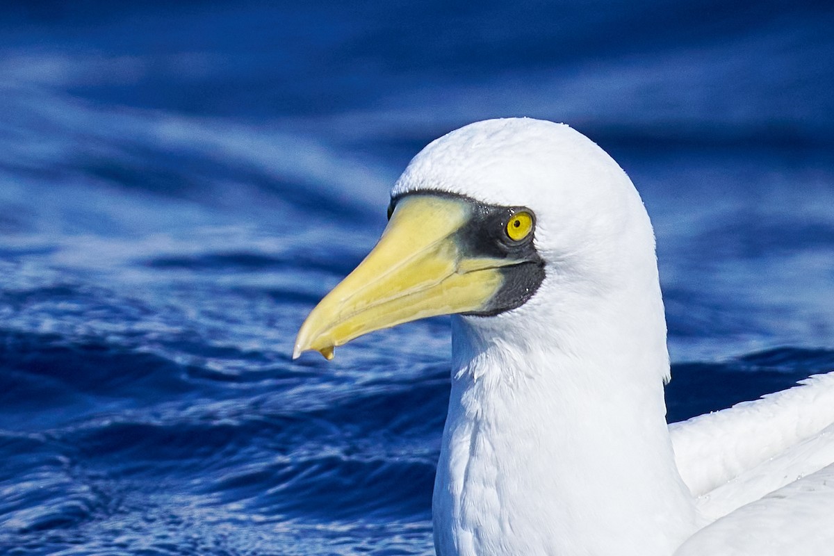 Masked Booby - ML646582342