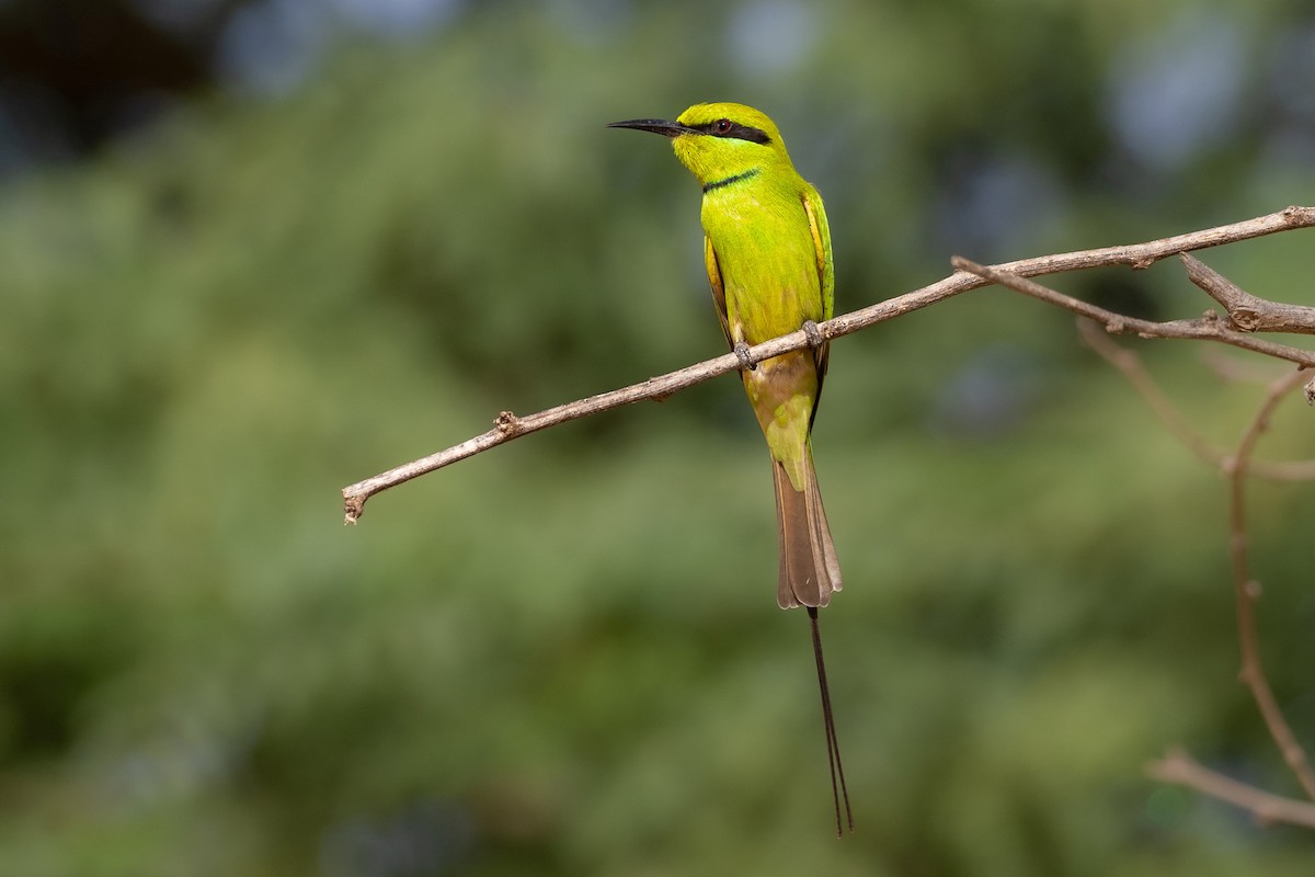 Abejaruco Esmeralda Africano - ML646582356