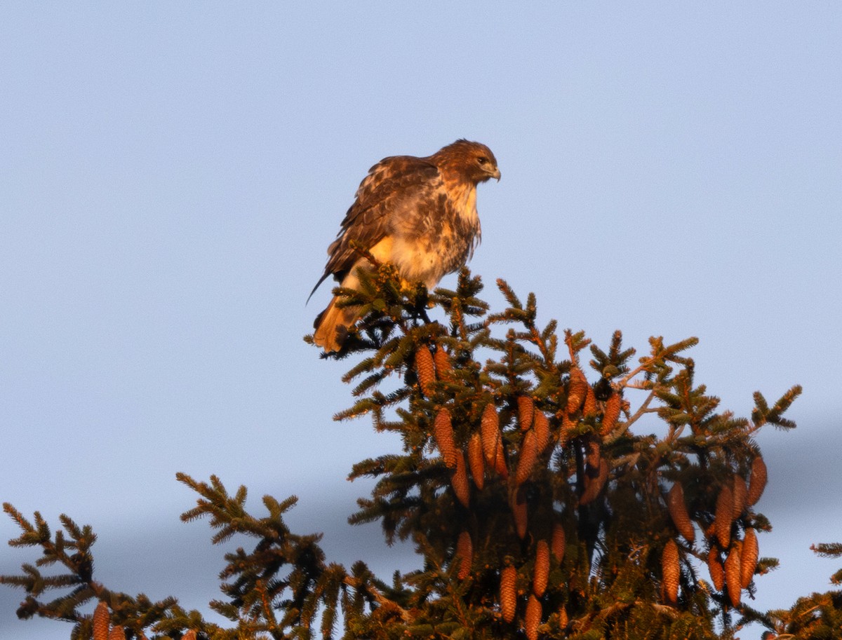 Краснохвостый канюк (abieticola) - ML646582357