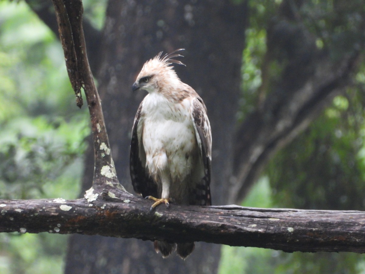 Changeable Hawk-Eagle - ML646582358