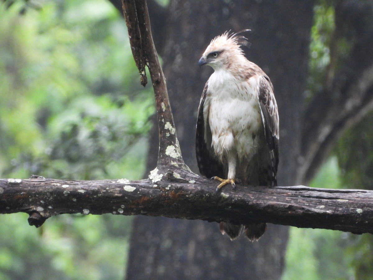 Changeable Hawk-Eagle - ML646582359