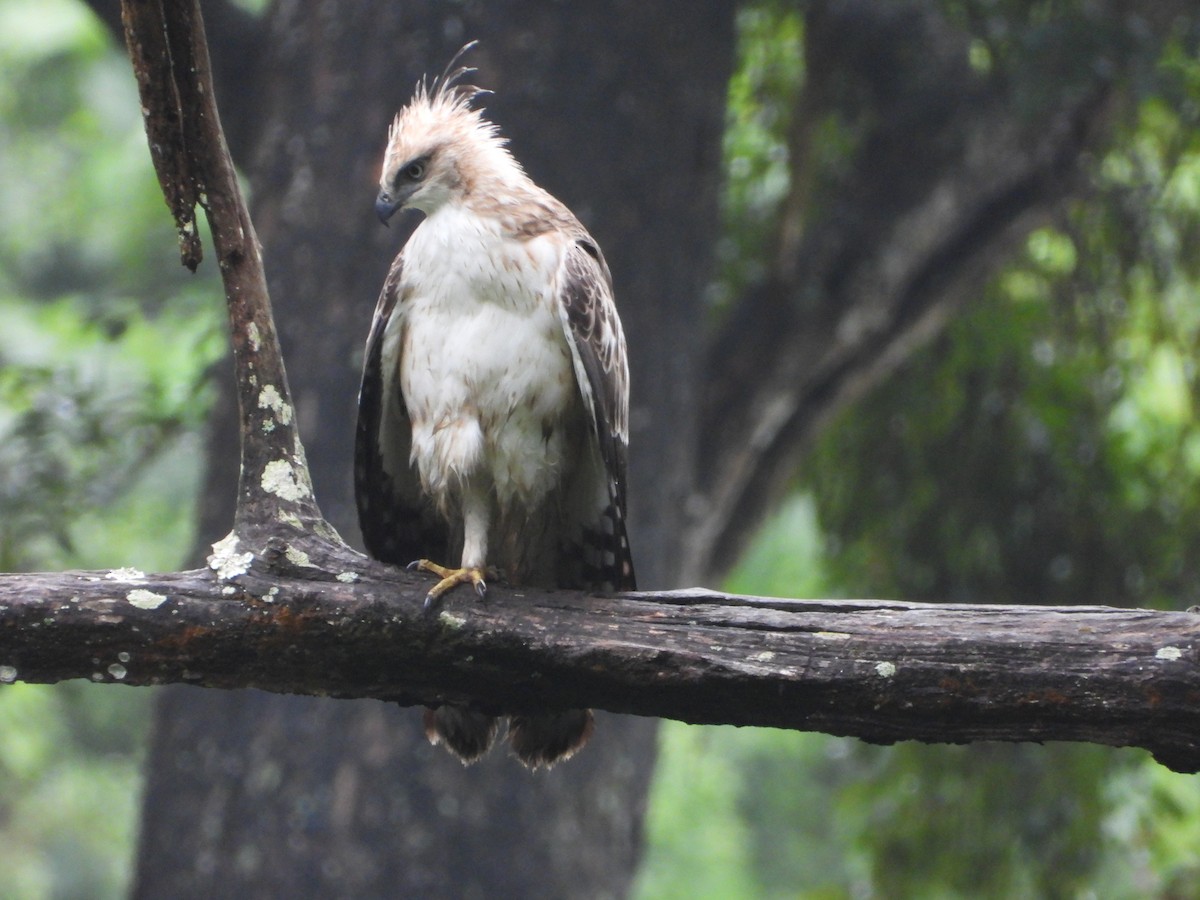Changeable Hawk-Eagle - ML646582360
