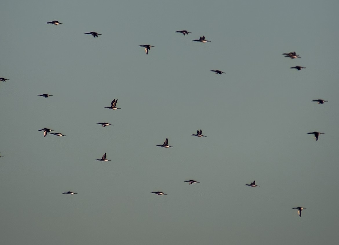 シロエリオオハム - ML646582364