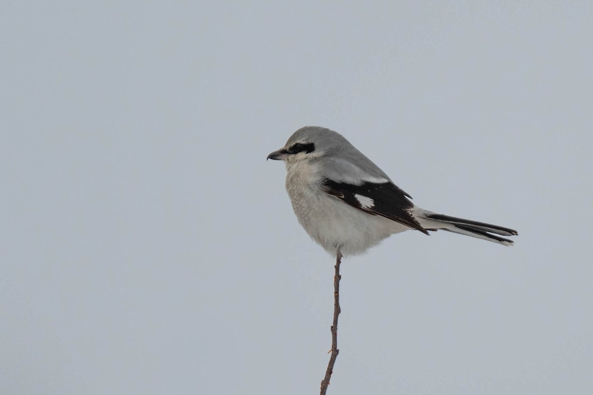 borealvarsler - ML646582365