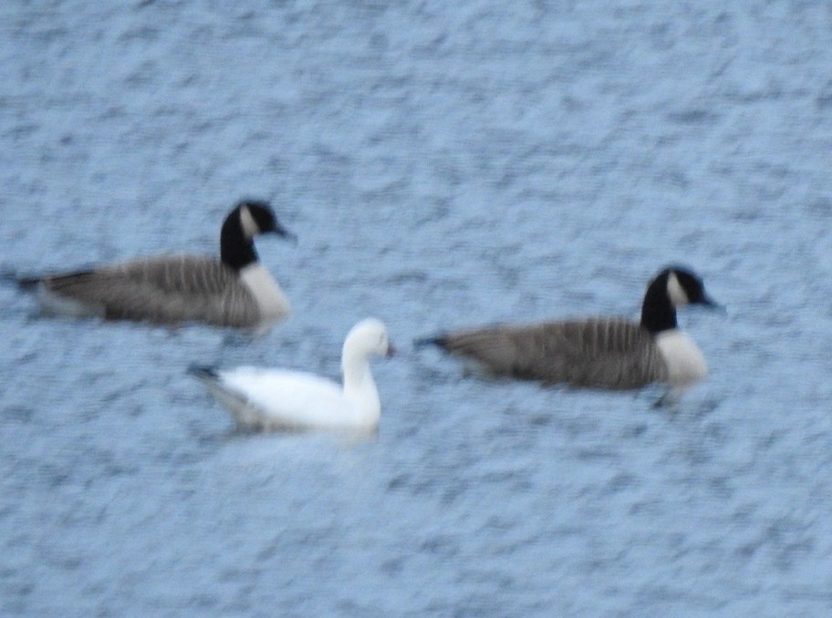 Ross's Goose - ML646582366