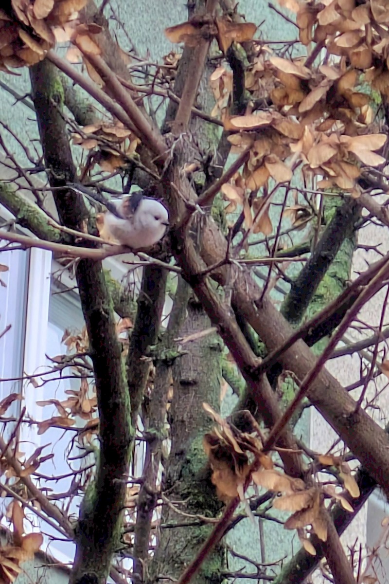 Orite à longue queue - ML646582370