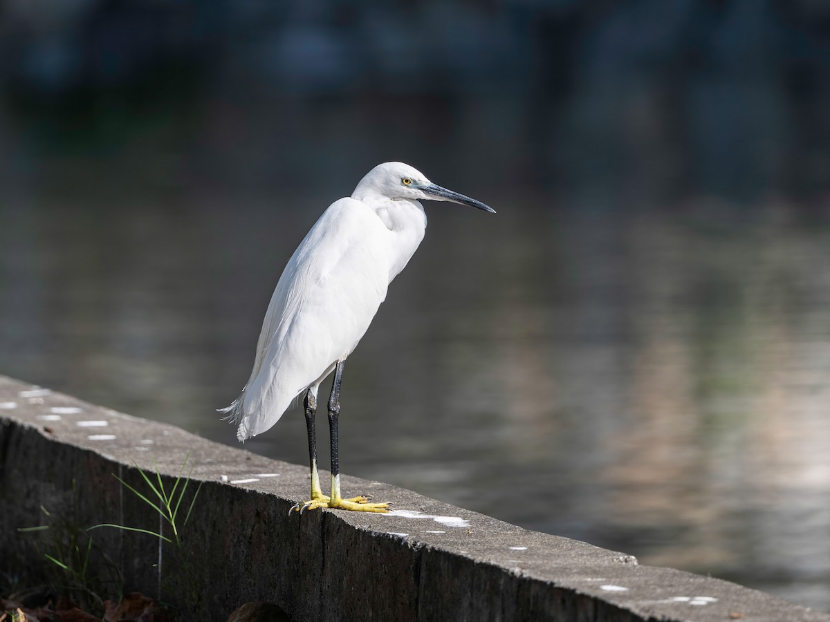 volavka stříbřitá - ML646582372