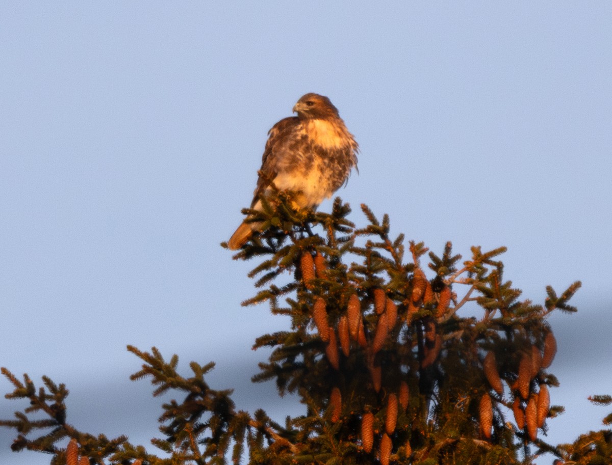 Краснохвостый канюк (abieticola) - ML646582373