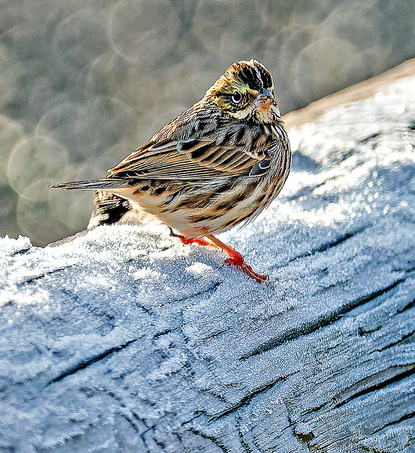 Savannah Serçesi - ML646582375