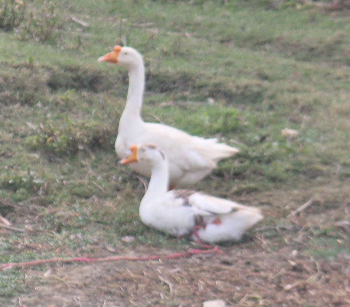 goose sp. - ML646582376