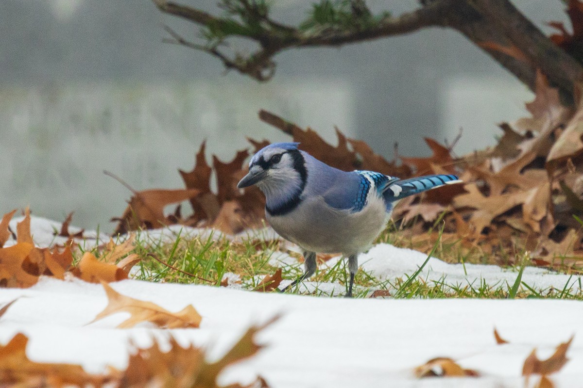 Blue Jay - ML646582379