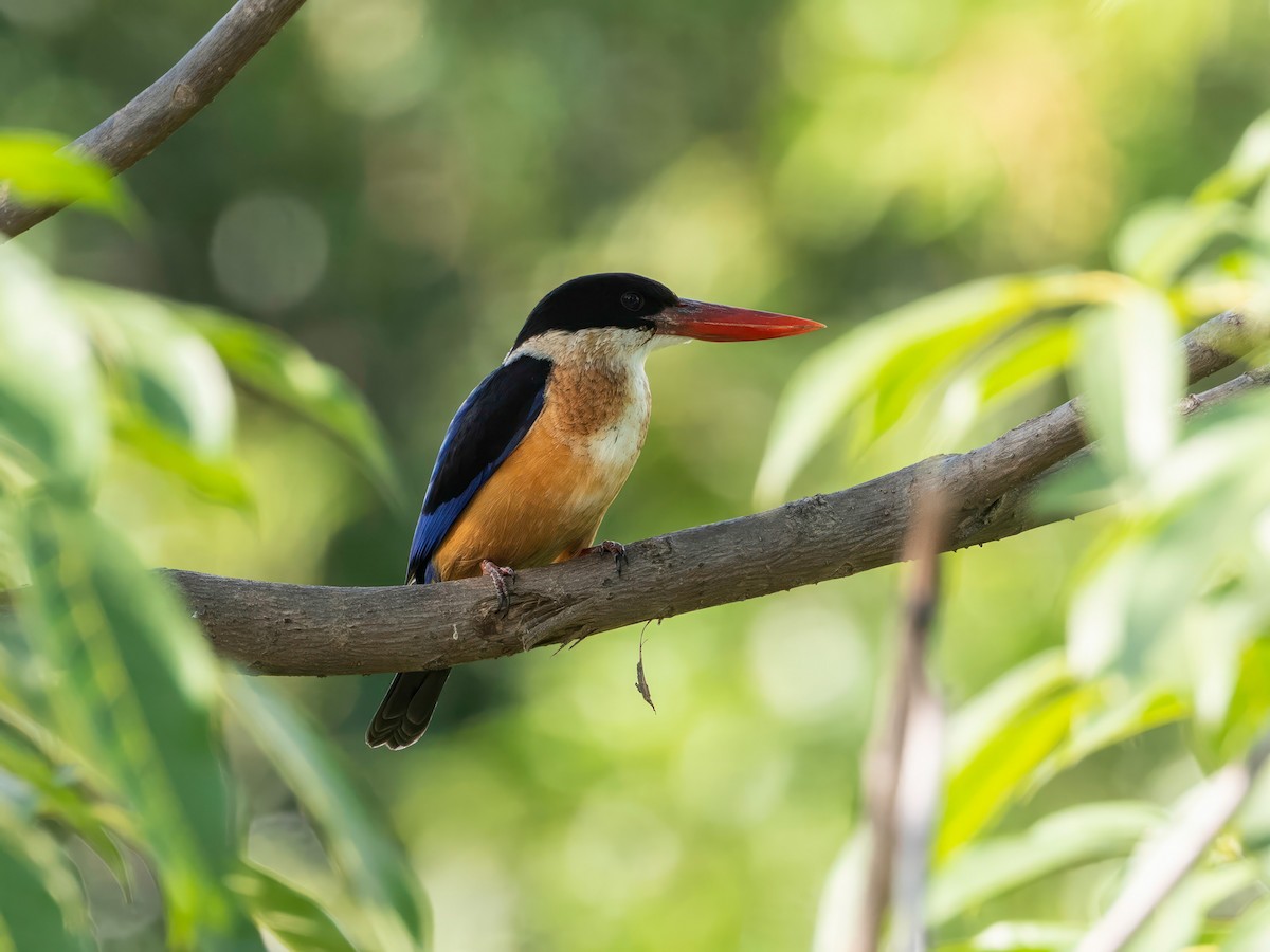 ledňáček černohlavý - ML646582381