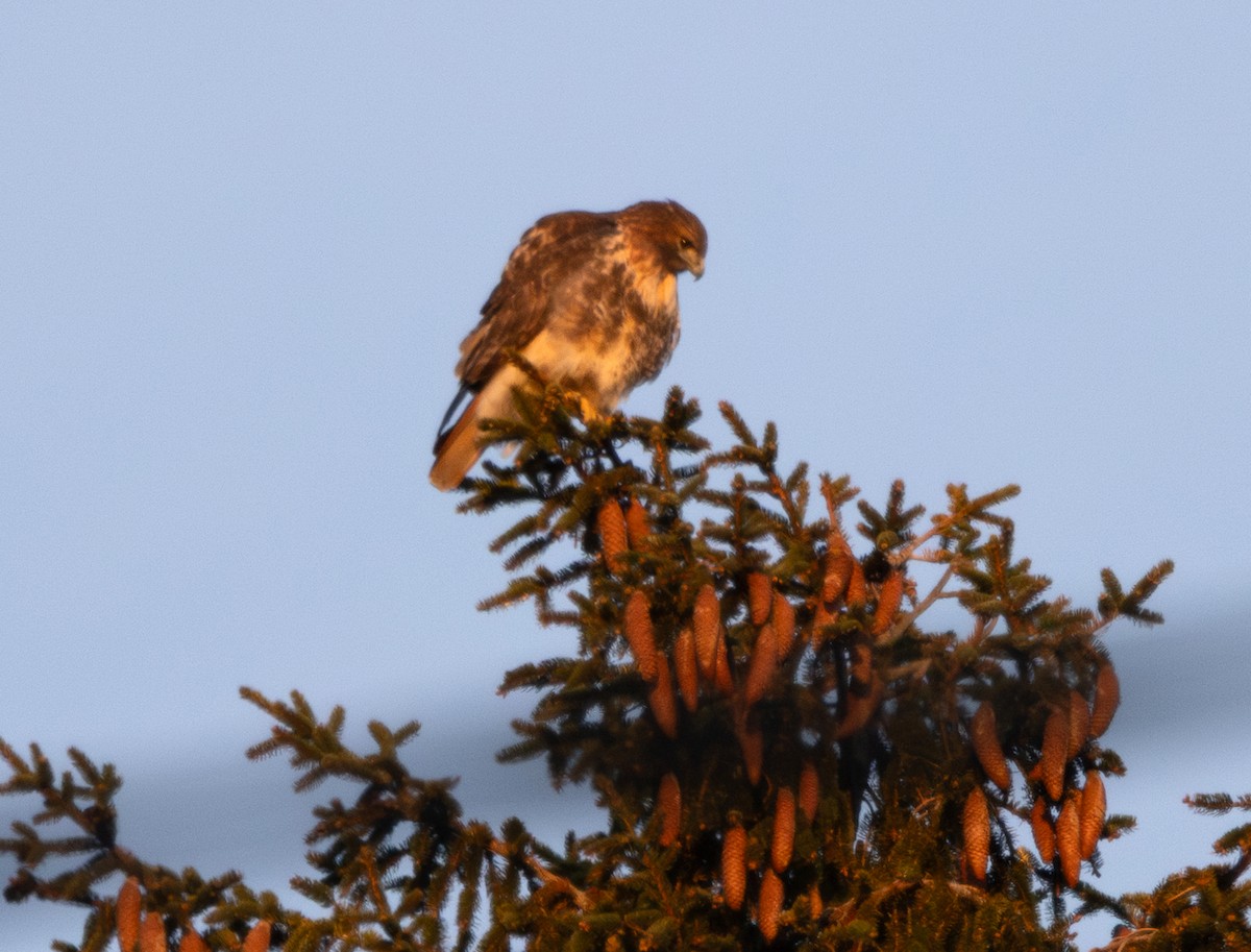 Краснохвостый канюк (abieticola) - ML646582383