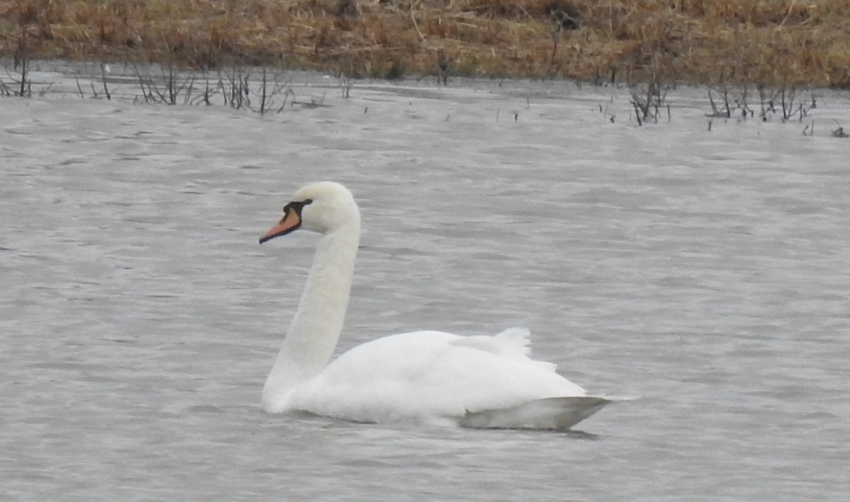 Höckerschwan - ML646582384