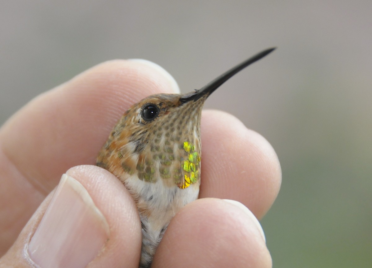 Allen's Hummingbird - ML646582389
