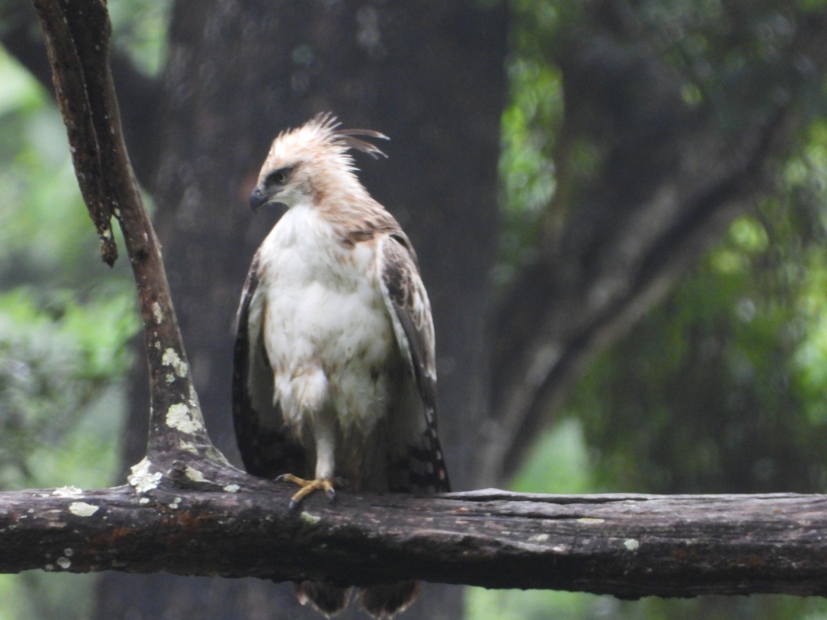 Changeable Hawk-Eagle - ML646582390