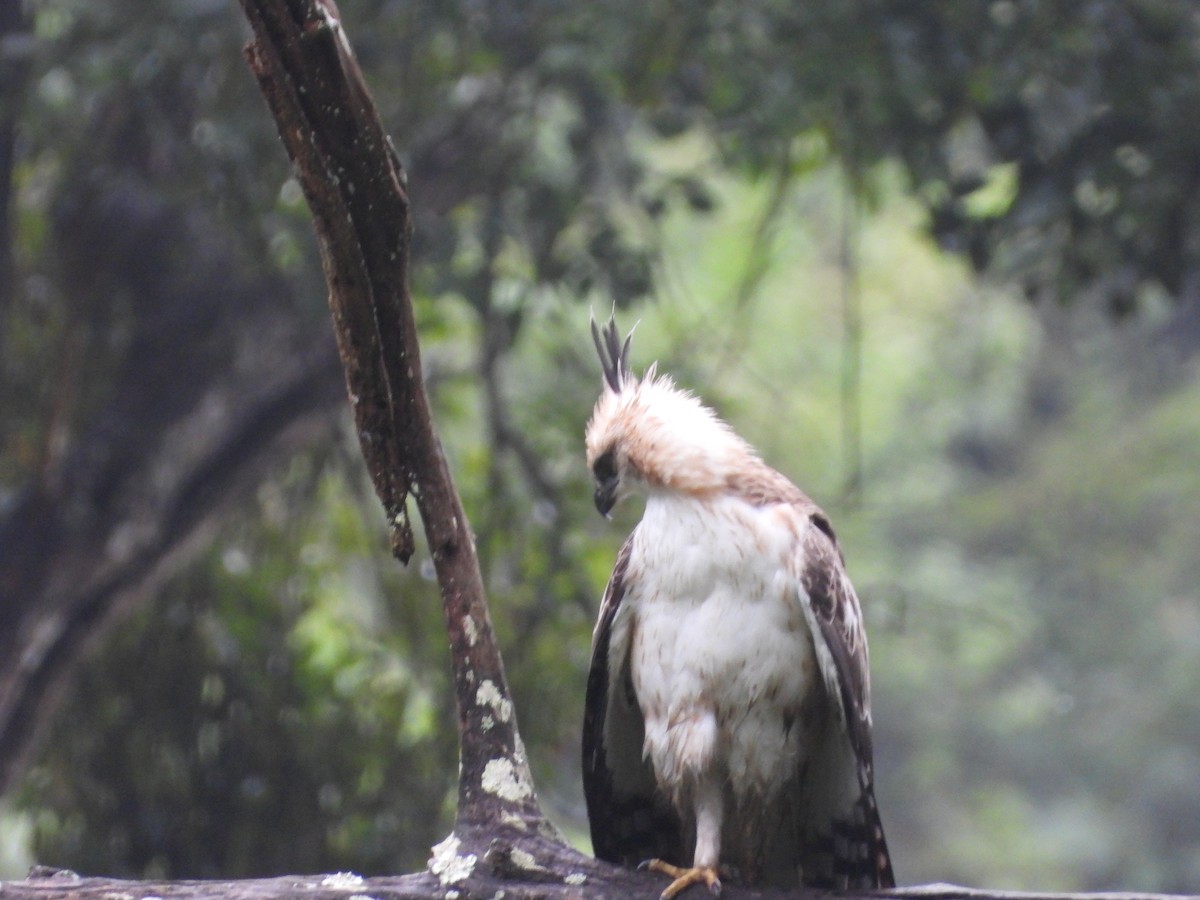 Changeable Hawk-Eagle - ML646582391