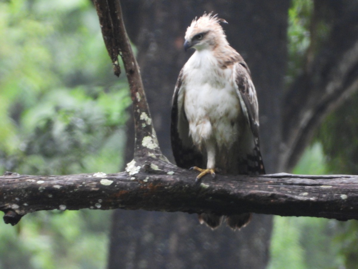 Changeable Hawk-Eagle - ML646582392