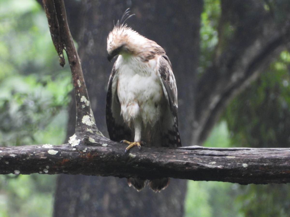 Changeable Hawk-Eagle - ML646582393