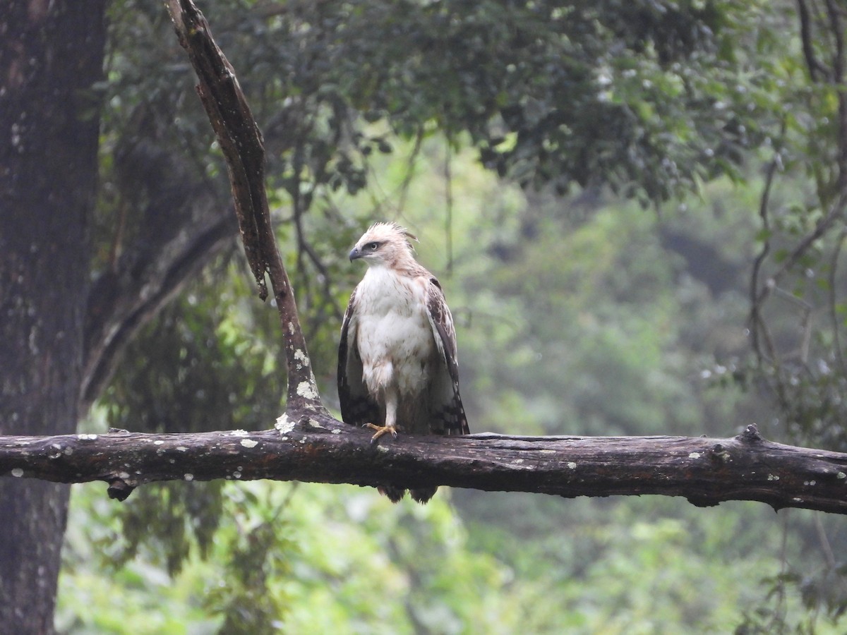 Changeable Hawk-Eagle - ML646582394