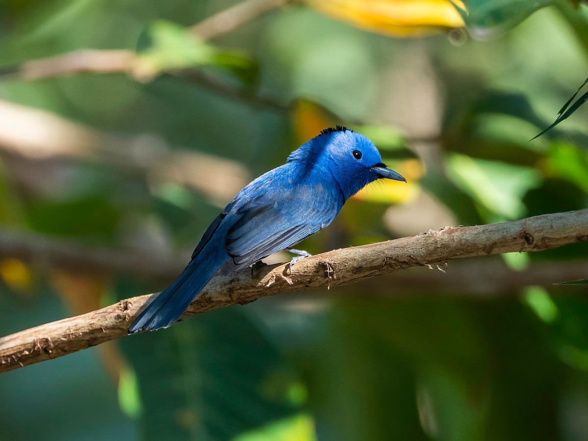 lejskovec azurový - ML646582395