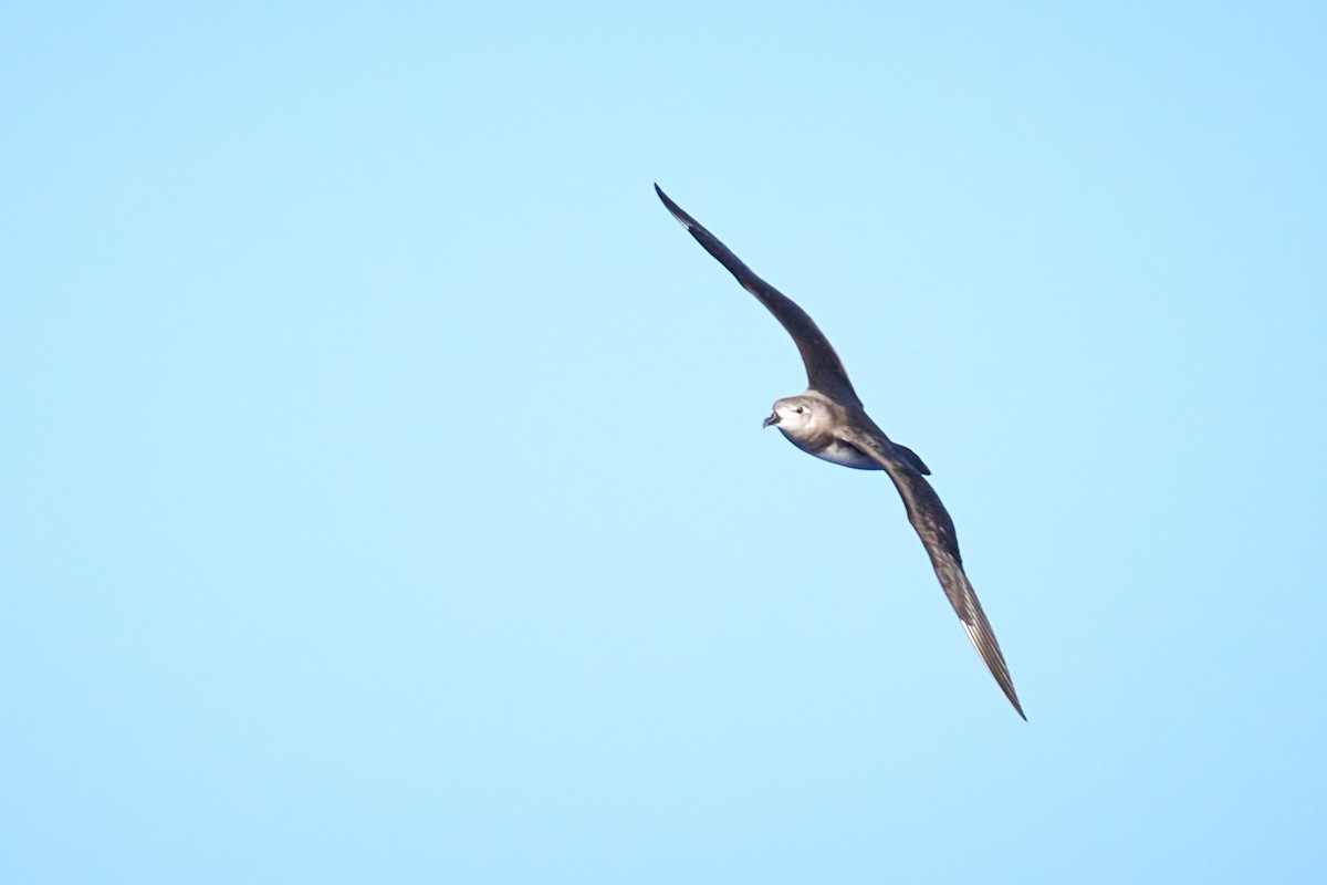 Kermadec Petrel - ML646582396