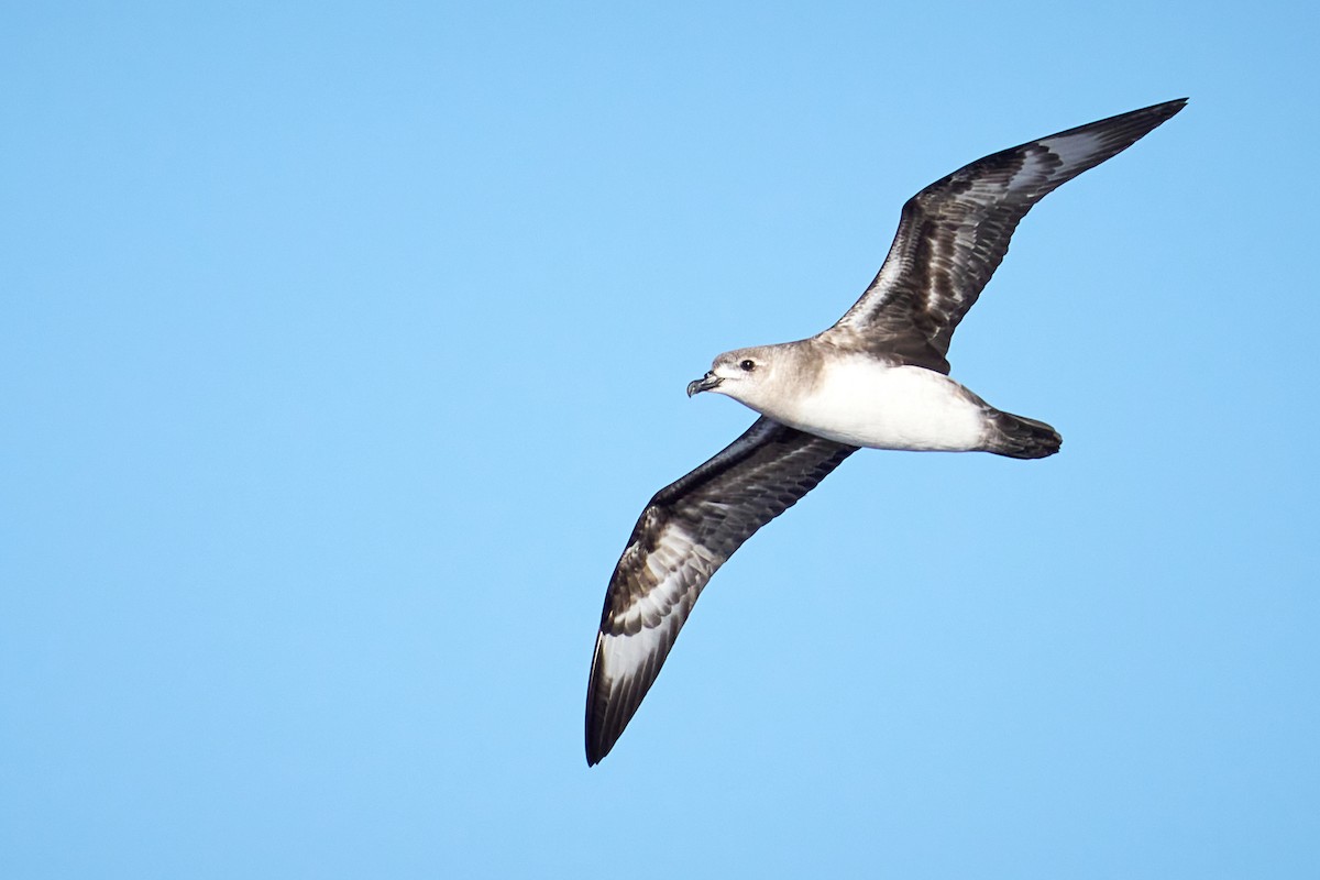 Kermadec Petrel - ML646582398