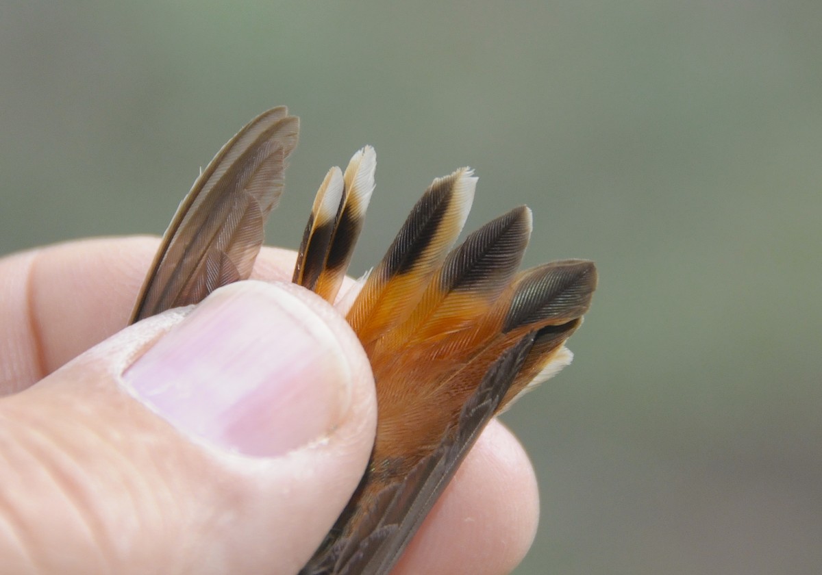 Allen's Hummingbird - ML646582399